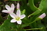 Claytonia lanceolata