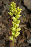 Roundleaf alumroot