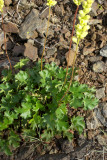 Roundleaf alumroot
