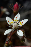 Rusty saxifrage