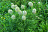 Anemone occidentalis