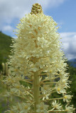 Xerophyllum tenax