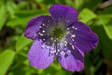 Anemone oregana
