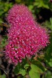 Spiraea splendens