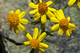 Senecio elmeri