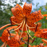 Lilium lancifolium