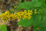 Solidago flexicaulis