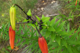 Lilium lancifolium