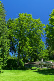 Quercus rubra