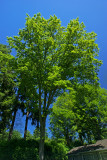 Quercus rubra