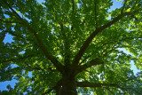 Magnolia acuminata