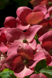 Cornus kousa Satomi