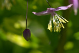 Thalictrum delavayi