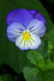 Viola  wittrockiana