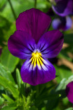 Viola cornuta