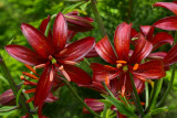 Lilium martagon Claude Shride