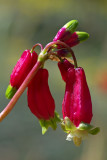 Dichelostemma ida-maia