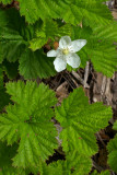 Rubus lasiococcus