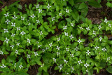 Cornus unalschkensis