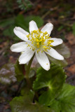 Caltha leptosepala