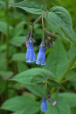 Mertensia paniculata var. borealis