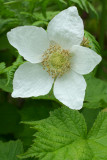 Rubus parviflorus