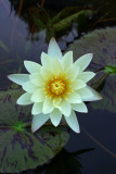Nymphaeaceae (Water lily)