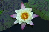 Nymphaeaceae (Water lily)