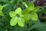 Nicotiana Lime Green