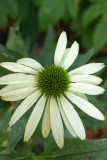 Echinacea White Swan