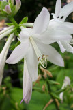 Hosta Royal  Standard