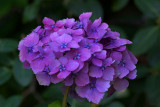 Hydrangea macrophylla