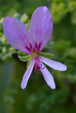 Pelargonium Scented leaf