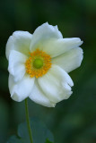 Anemone japonica Honorine Jobert