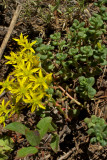 Sedum divergens
