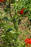 Castilleja miniata var. miniata