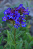 Penstemon procerus