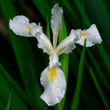 Pacific Coast Iris