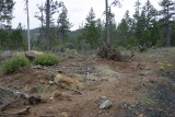 McGrew Trail