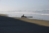 Driftwood