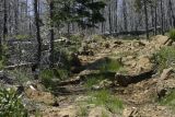 This is the path