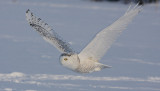  LE SEIGNEUR DE NEIGES...Photo ralise  par Rjean Paquet