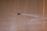 UNE PHOTO PAR JOUR.....POUR SAUVER LA TERRE........partagez l avec vos amis du monde entier