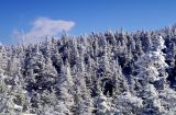 neige, forêt conifères, Charlevoix, ciel bleu