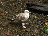 Brown Gull