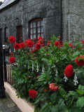 Cashel Flowers