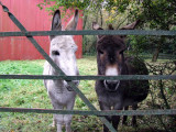 Irish Donkeys