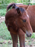 Red Horse