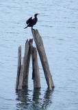 Cormorant