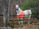 Dressed for Hunting Season